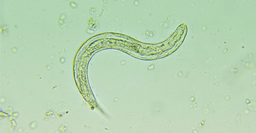 The Hidden Stigma of Pinworms