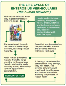 Lifecycle of a Pinworm